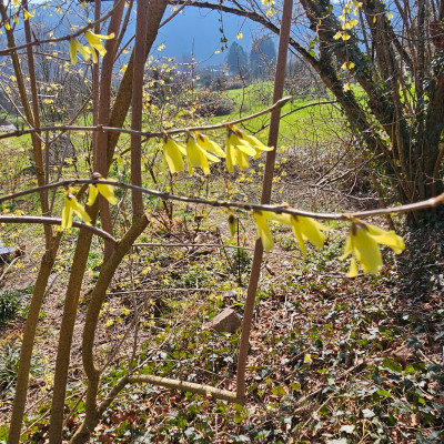 Forsythia giraldiana 20260305_144331.jpg