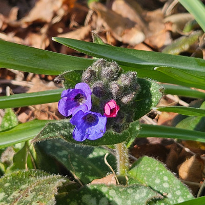 Pulmonaria officinalis 20260305_144801.jpg