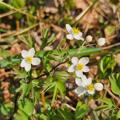 Isopyrum thalictroides 20260307_160130.jpg