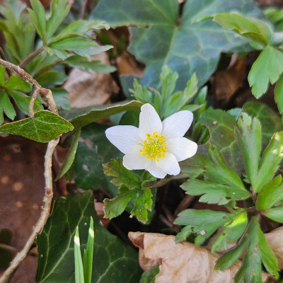 Anemone nemorosa 20260307_160325.jpg
