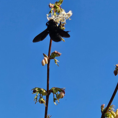 Blauschwarze Holzbiene Xylocopa violacea 20260307_155937.jpg
