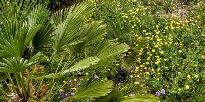 Anthemis tinctoria 'Dwarf Form'.jpg