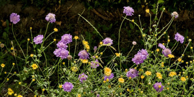 Scabiosa columbaria Butterfly Blue.jpg