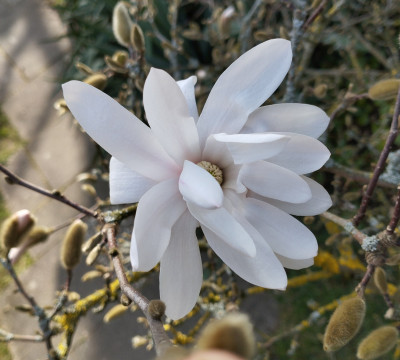 260308_Sternmagnolie.jpg