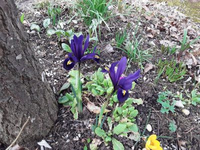 Iris reticulata Harmony