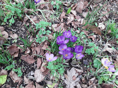 Crocus Ruby Giant