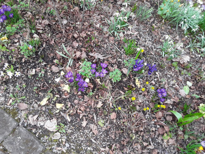 Frühlingsblumen