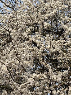 IMG_5366.jpeg