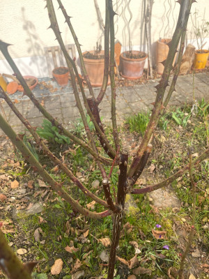 IMG_4969.jpeg