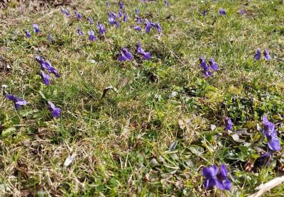 260309_Maerzveilchen.jpg