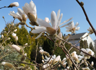 260309_Magnolie2.jpg