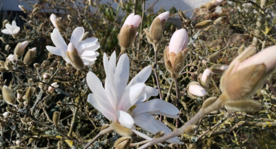 260309_Magnolie1.jpg