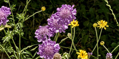Scabiosa columbaria.jpg
