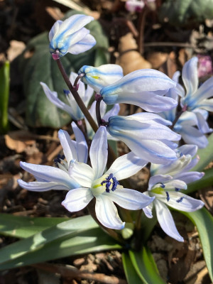 Scilla winogradowii