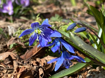 Scilla siberica