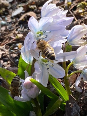 Scilla mischtschenkoana