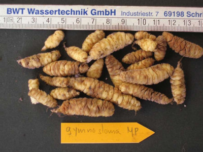 S.gymnostoma.jpg