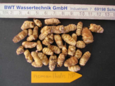S.nemanthodes.jpg