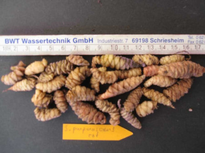 S.purpurascens-rot.jpg