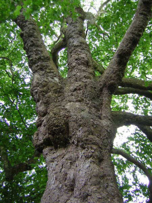 77PLATANUS_B.jpg