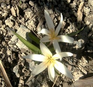 wild_crocus.jpg