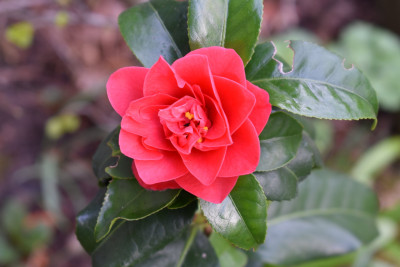 DSC_0909.JPG