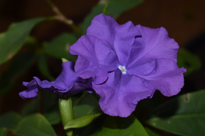 DSC_0914.JPG