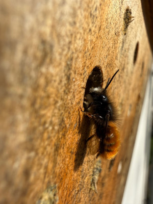Osmia cornuta