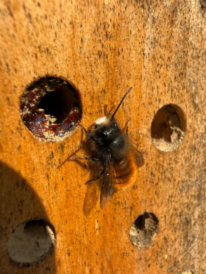 Osmia cornuta