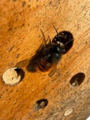 Osmia cornuta