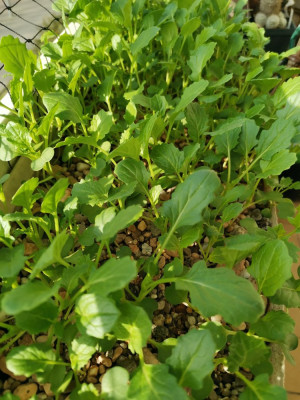 Cima di rapa 40d 20260310.jpeg