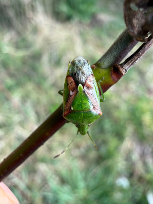 "Buntrock" (Cyphostethus tristriatus)
