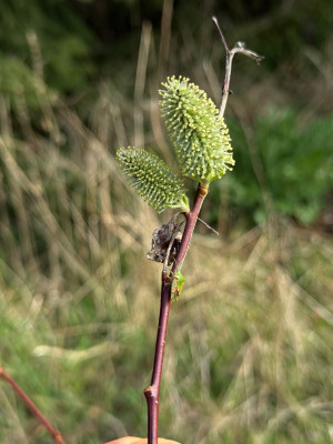 "Buntrock" (Cyphostethus tristriatus) auf Salix