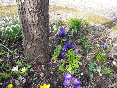 Frühlingsblumen