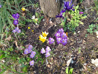 Frühlingskrokusse