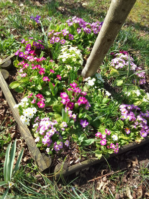 Diverse Primula vulgaris