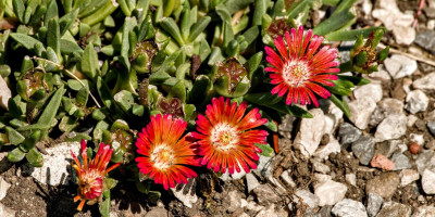 DELOSPERMA HELLBOY.jpg