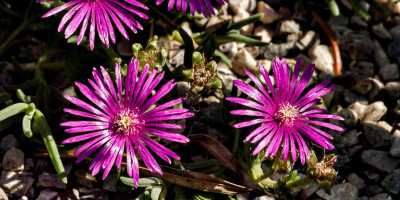 DELOSPERMA OBTUSUM HALDA.jpg