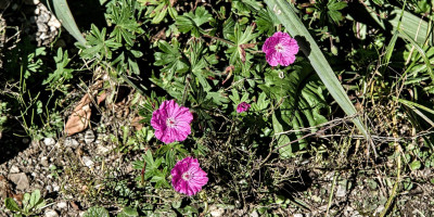 GERANIUM SANGUINEUM VAR STRIATUM ANKUMS PRIDE.jpg