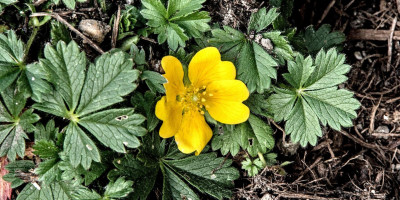 POTENTILLA CRANTZII GOLDRAUSCH.jpg