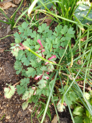 Corydalis solida