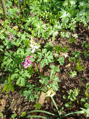Corydalis cava