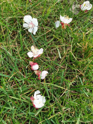 Aprikosenblüten 20260310.jpeg