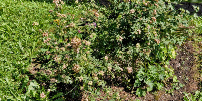Malva alcea Fastigiata 1.jpg
