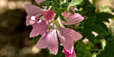 Malva alcea Fastigiata  2.jpg