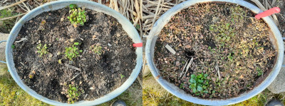 Winterportulak_all shades of Violette.jpg