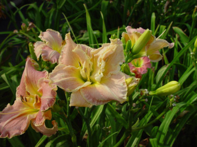 Lilac20Surprise3.jpg
