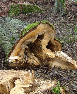 Fruher_oder_Spater_2005_1.jpg