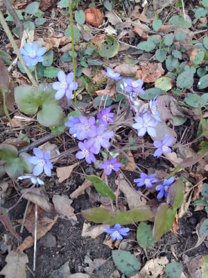 Hepatica