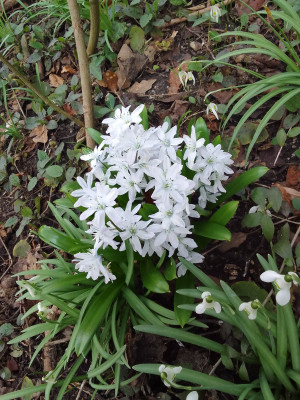 Chionodoxa